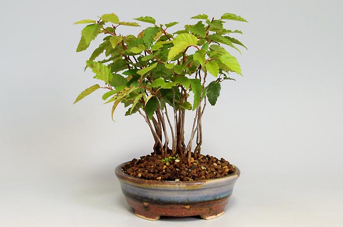 アカシデE-1（あかしで・赤四手）雑木盆栽を右側から見た景色・Carpinus laxiflora bonsai