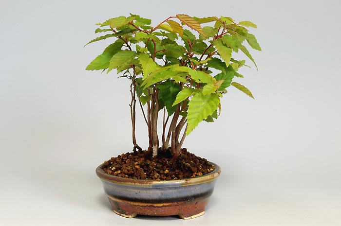 アカシデE-1（あかしで・赤四手）雑木盆栽を左側から見た景色・Carpinus laxiflora bonsai