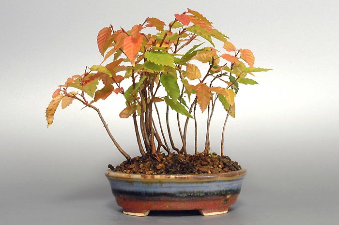 アカシデE-2（あかしで・赤四手）雑木盆栽の販売と育て方・作り方・Carpinus laxiflora bonsai