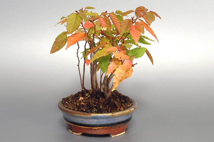 ミニ盆栽・アカシデE-2（あかしで・赤四手）雑木盆栽を左側から見た景色・Carpinus laxiflora bonsai