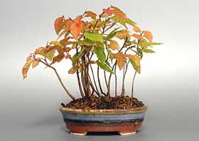 アカシデE（あかしで・赤四手）雑木盆栽の成長記録-2・Carpinus laxiflora bonsai
