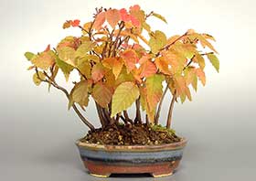 アカシデE（あかしで・赤四手）雑木盆栽の成長記録-3・Carpinus laxiflora bonsai