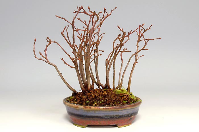 アカシデE（あかしで・赤四手）雑木盆栽の販売と育て方・作り方・Carpinus laxiflora bonsai