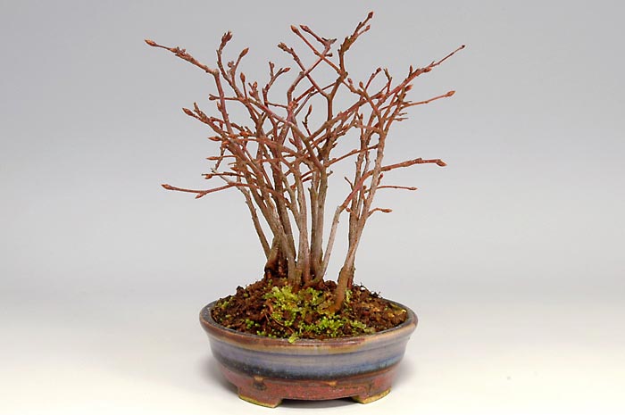 アカシデE（あかしで・赤四手）雑木盆栽を右側から見た景色・Carpinus laxiflora bonsai