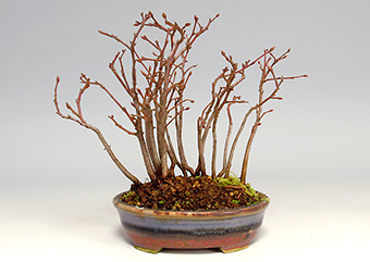 アカシデ-E（あかしで・赤四手）盆栽の樹作りの参考樹形・Carpinus laxiflora Best bonsai