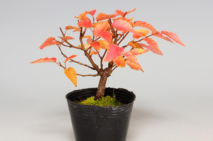 アカシデG（あかしで・赤四手）雑木盆栽の販売と育て方・作り方・Carpinus laxiflora bonsai