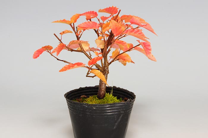 ミニ盆栽・アカシデG（あかしで・赤四手）雑木盆栽を左側から見た景色・Carpinus laxiflora bonsai