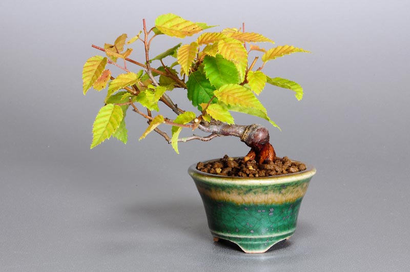 アカシデ-H-1（あかしで・赤四手）雑木盆栽の販売と育て方・作り方・Carpinus laxiflora bonsai