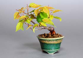 アカシデ-H（あかしで・赤四手）盆栽の成長記録・Carpinus laxiflora bonsai