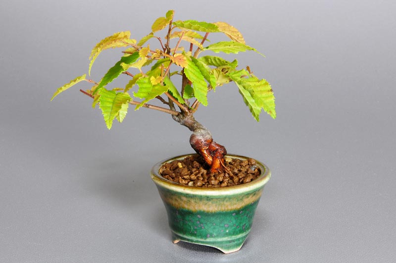 アカシデ-H-1（あかしで・赤四手）雑木盆栽を右側から見た景色・Carpinus laxiflora bonsai