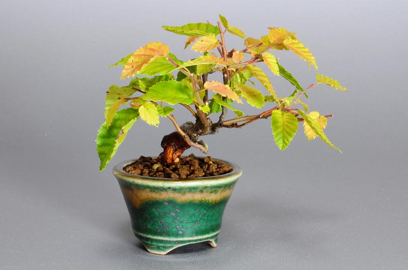 アカシデ-H-1（あかしで・赤四手）雑木盆栽を左側から見た景色・Carpinus laxiflora bonsai