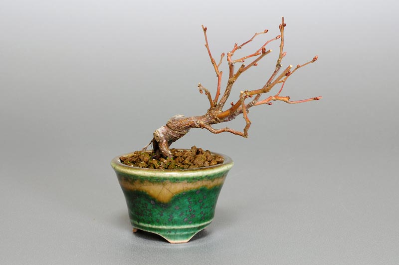アカシデ-H（あかしで・赤四手）雑木盆栽の販売と育て方・作り方・Carpinus laxiflora bonsai