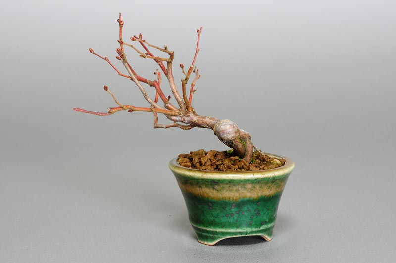 アカシデ-H（あかしで・赤四手）雑木盆栽を裏側から見た景色・Carpinus laxiflora bonsai