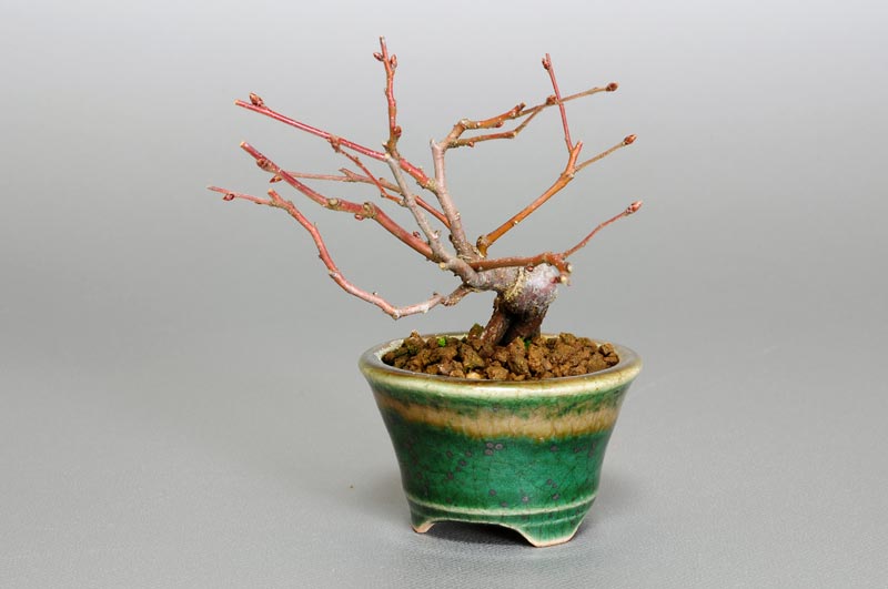 アカシデ-H（あかしで・赤四手）雑木盆栽を右側から見た景色・Carpinus laxiflora bonsai