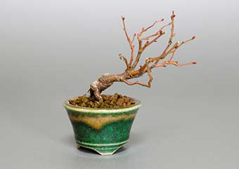 アカシデ-H（あかしで・赤四手）盆栽の樹作りの参考樹形・Carpinus laxiflora Best bonsai