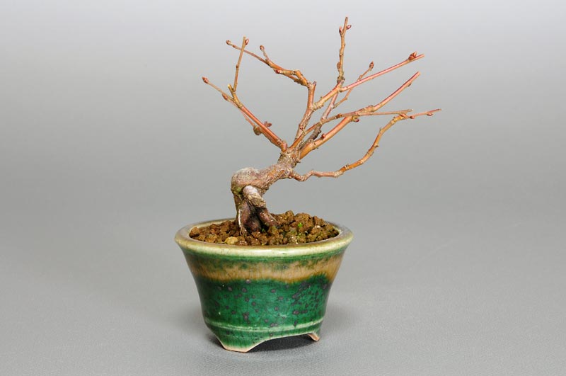 アカシデ-H（あかしで・赤四手）雑木盆栽を左側から見た景色・Carpinus laxiflora bonsai