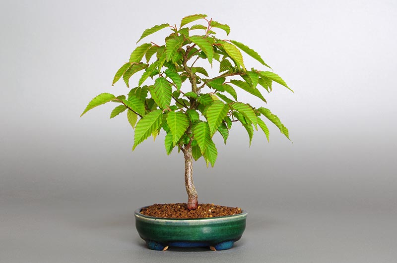 アカシデI（あかしで・赤四手）雑木盆栽の販売と育て方・作り方・Carpinus laxiflora bonsai