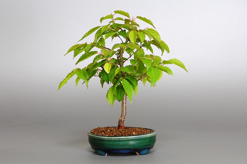 ミニ盆栽・アカシデI（あかしで・赤四手）雑木盆栽を裏側から見た景色・Carpinus laxiflora bonsai