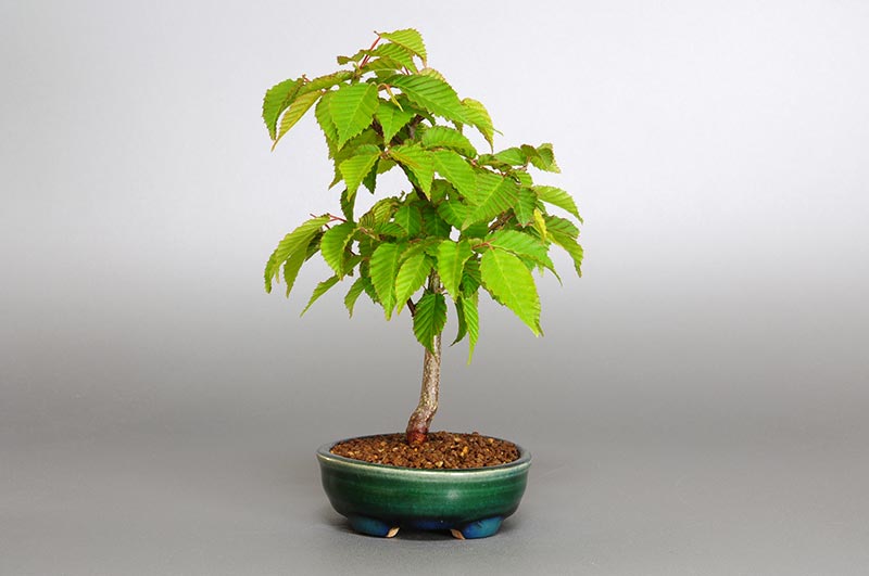 ミニ盆栽・アカシデI（あかしで・赤四手）雑木盆栽を右側から見た景色・Carpinus laxiflora bonsai