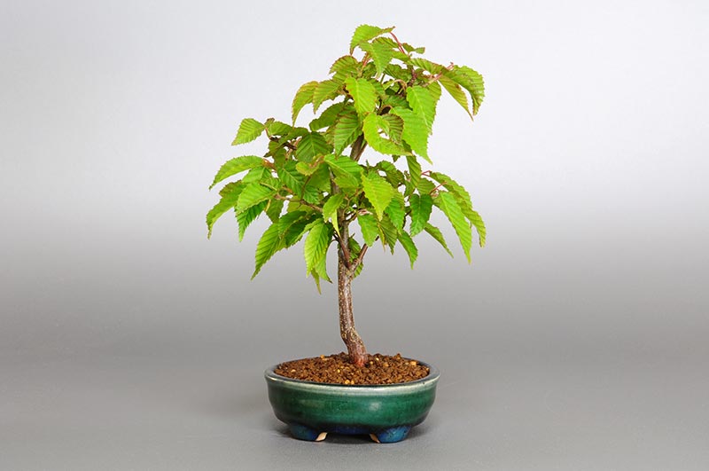 ミニ盆栽・アカシデI（あかしで・赤四手）雑木盆栽を左側から見た景色・Carpinus laxiflora bonsai