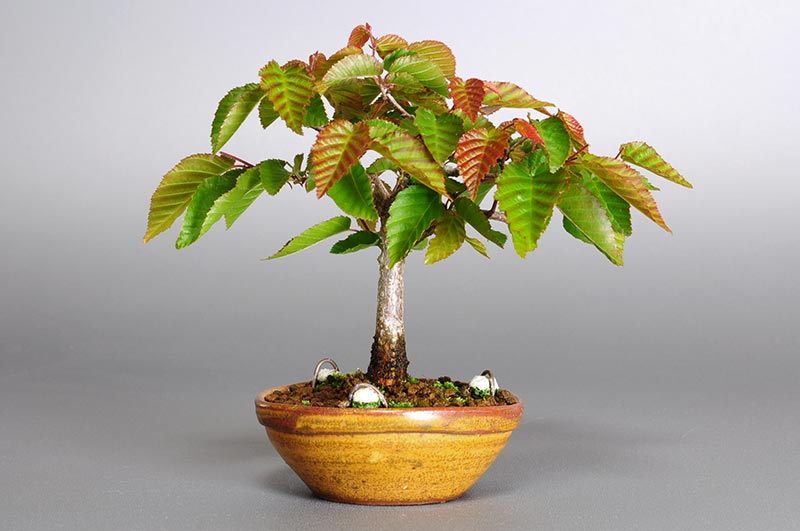 アカシデ-J（あかしで・赤四手）雑木盆栽を裏側から見た景色・Carpinus laxiflora bonsai