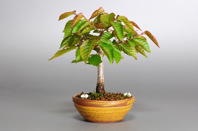 アカシデ-J（あかしで・赤四手）雑木盆栽を右側から見た景色・Carpinus laxiflora bonsai