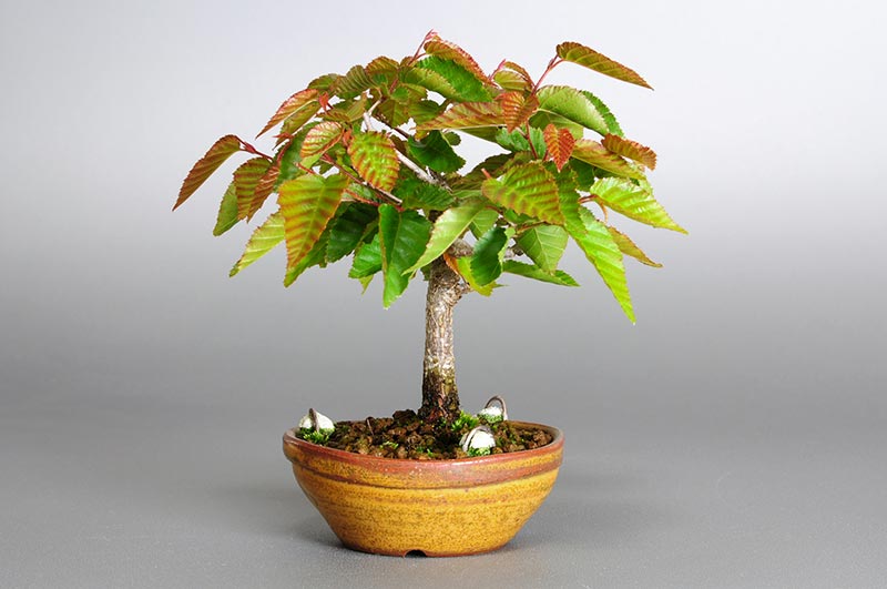 アカシデ-J（あかしで・赤四手）雑木盆栽を左側から見た景色・Carpinus laxiflora bonsai