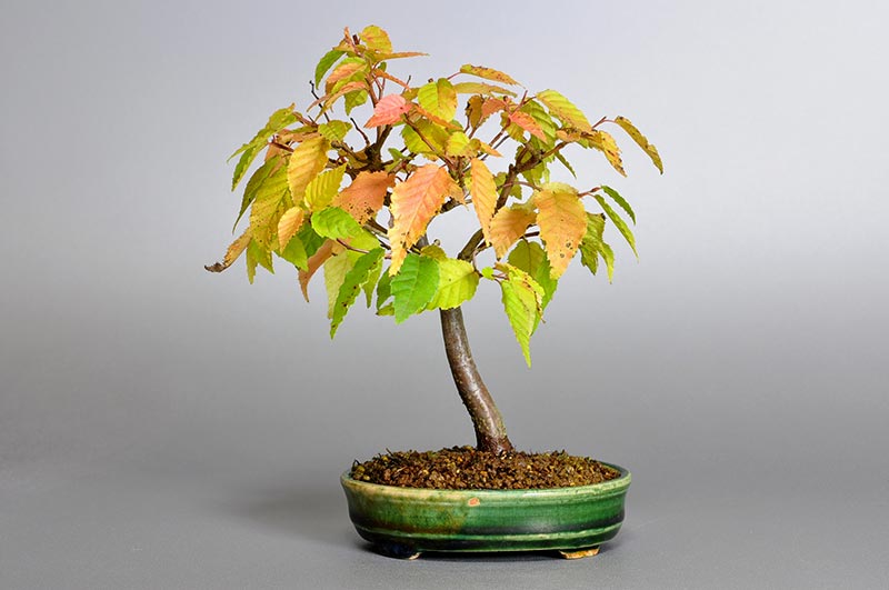 アカシデL（あかしで・赤四手）雑木盆栽の販売と育て方・作り方・Carpinus laxiflora bonsai