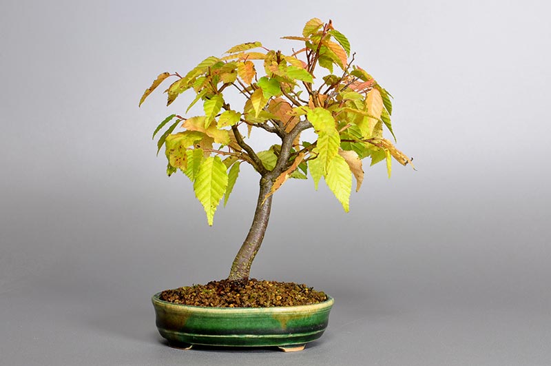 ミニ盆栽・アカシデL（あかしで・赤四手）雑木盆栽を裏側から見た景色・Carpinus laxiflora bonsai