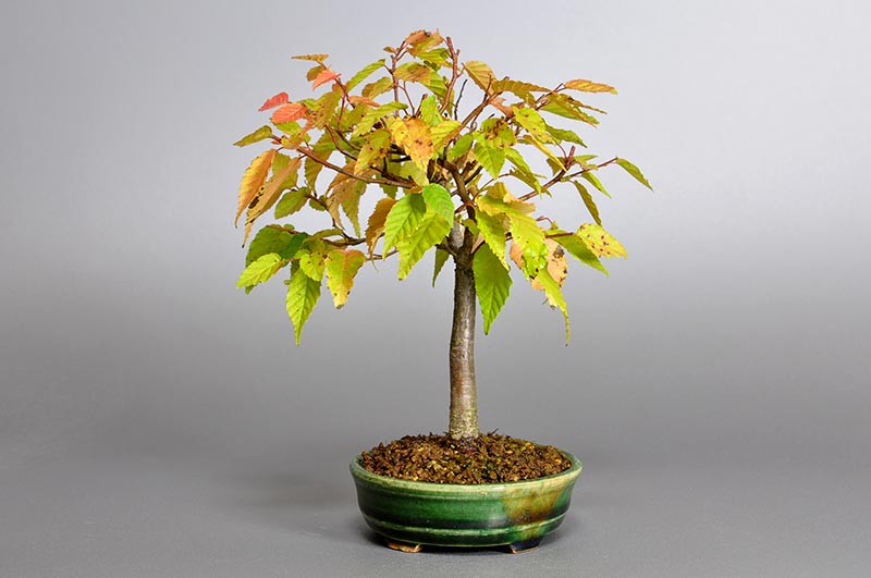 ミニ盆栽・アカシデL（あかしで・赤四手）雑木盆栽を右側から見た景色・Carpinus laxiflora bonsai