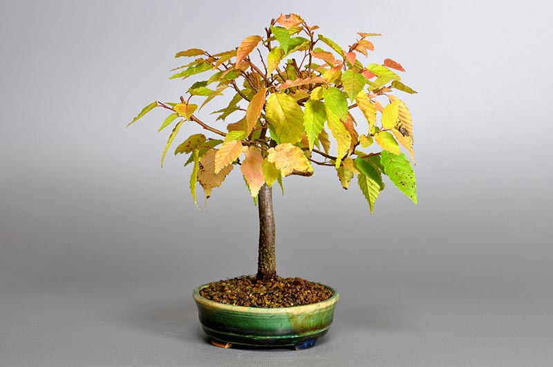 ミニ盆栽・アカシデL（あかしで・赤四手）雑木盆栽を左側から見た景色・Carpinus laxiflora bonsai