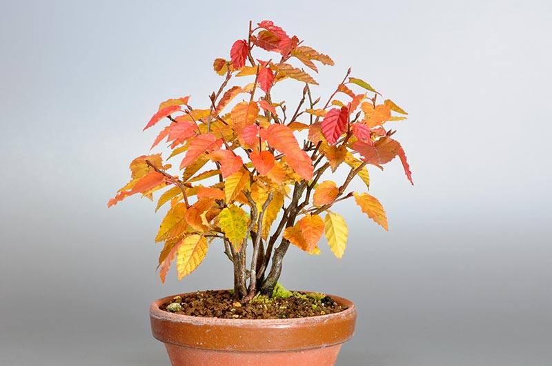 アカシデM（あかしで・赤四手）雑木盆栽の販売と育て方・作り方・Carpinus laxiflora bonsai