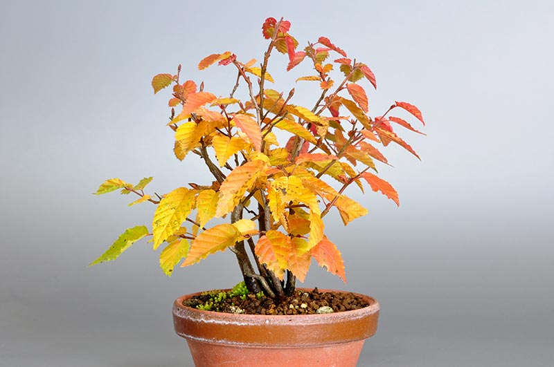 アカシデM（あかしで・赤四手）雑木盆栽を左側から見た景色・Carpinus laxiflora bonsai