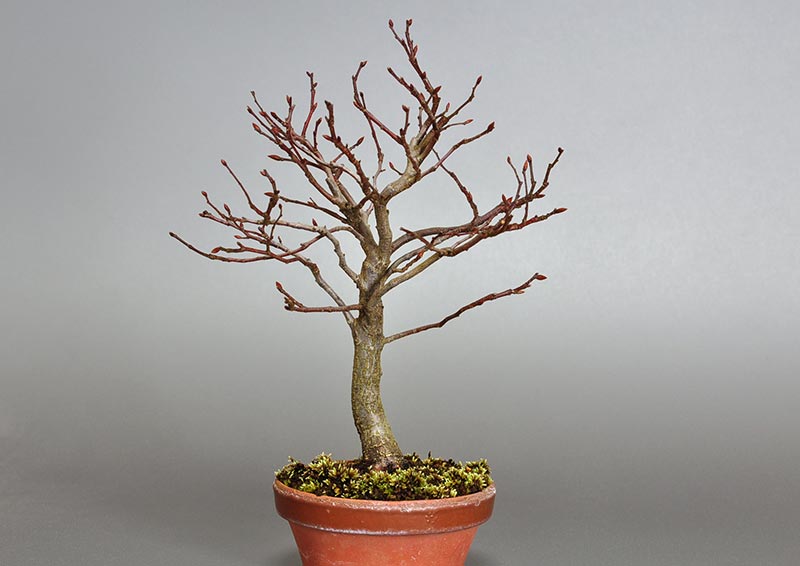 アカシデN-1（あかしで・赤四手）雑木盆栽の販売と育て方・作り方・Carpinus laxiflora bonsai