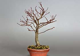 アカシデN（あかしで・赤四手）雑木盆栽の成長記録-1・Carpinus laxiflora bonsai