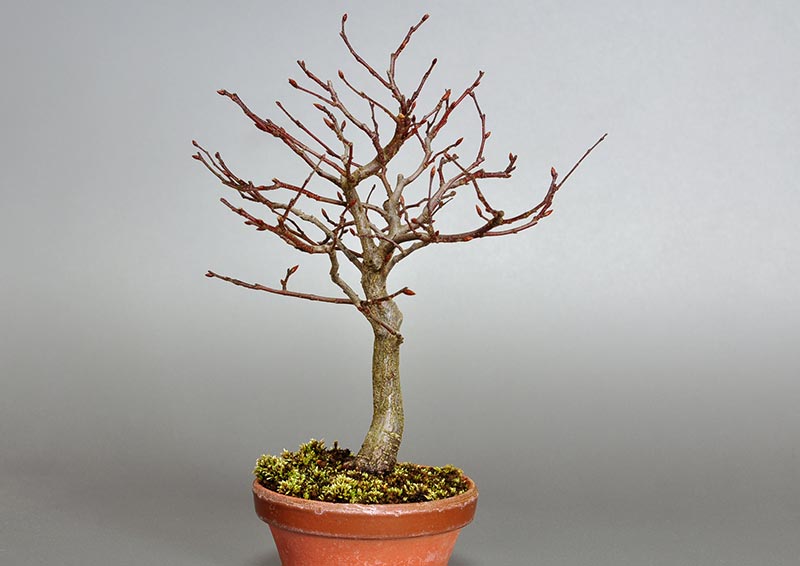 ミニ盆栽・アカシデN-1（あかしで・赤四手）雑木盆栽を右側から見た景色・Carpinus laxiflora bonsai