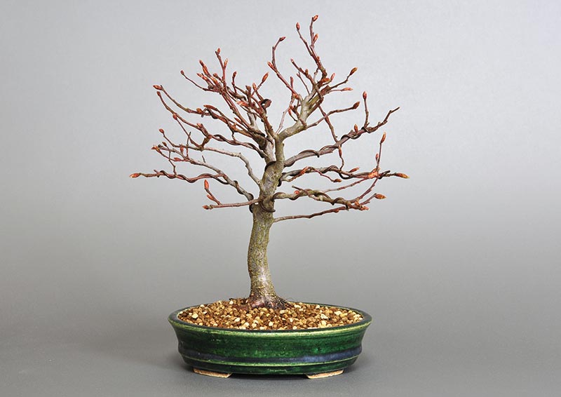 アカシデN-2（あかしで・赤四手）雑木盆栽の販売と育て方・作り方・Carpinus laxiflora bonsai