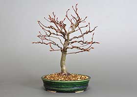 アカシデN（あかしで・赤四手）雑木盆栽の成長記録-2・Carpinus laxiflora bonsai