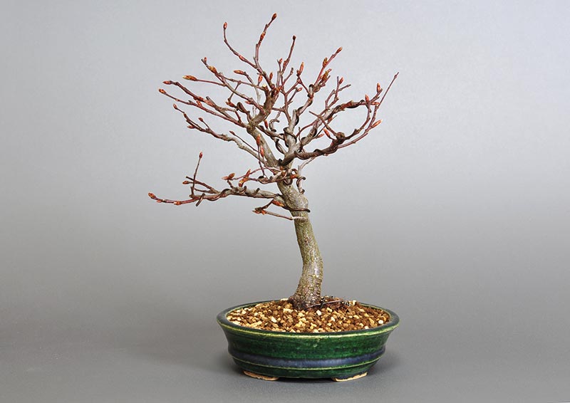 ミニ盆栽・アカシデN-2（あかしで・赤四手）雑木盆栽を右側から見た景色・Carpinus laxiflora bonsai