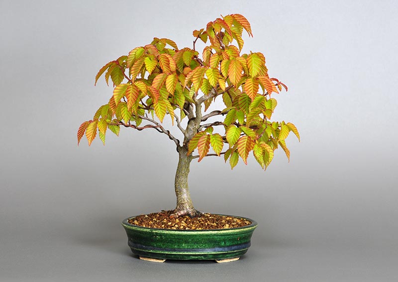 アカシデN（あかしで・赤四手）雑木盆栽の販売と育て方・作り方・Carpinus laxiflora bonsai