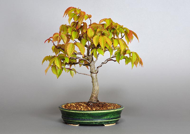 ミニ盆栽・アカシデN（あかしで・赤四手）雑木盆栽を裏側から見た景色・Carpinus laxiflora bonsai