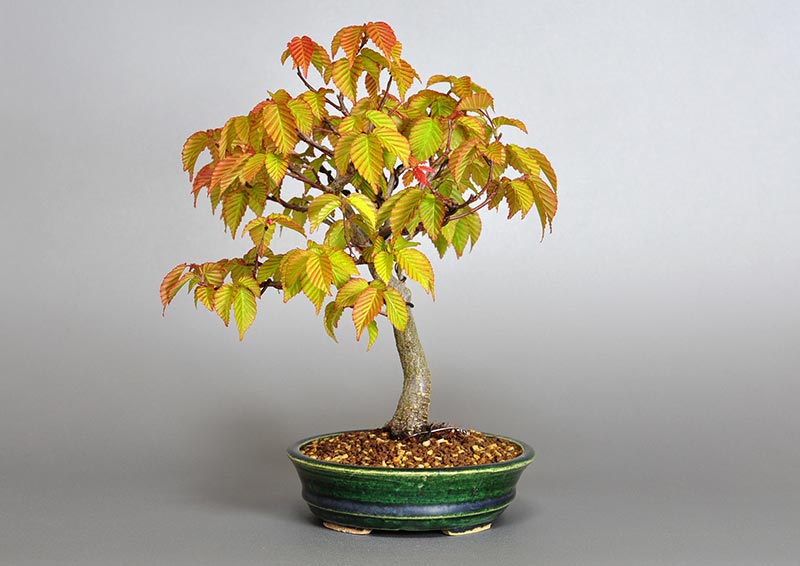 ミニ盆栽・アカシデN（あかしで・赤四手）雑木盆栽を右側から見た景色・Carpinus laxiflora bonsai