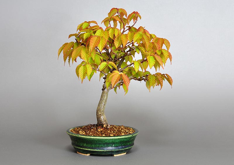 ミニ盆栽・アカシデN（あかしで・赤四手）雑木盆栽を左側から見た景色・Carpinus laxiflora bonsai