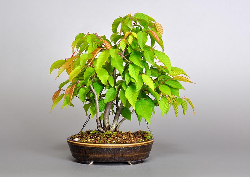 アカシデO（あかしで・赤四手｜アカメソロ・あかめそろ）雑木盆栽の販売と育て方・作り方・Carpinus laxiflora bonsai