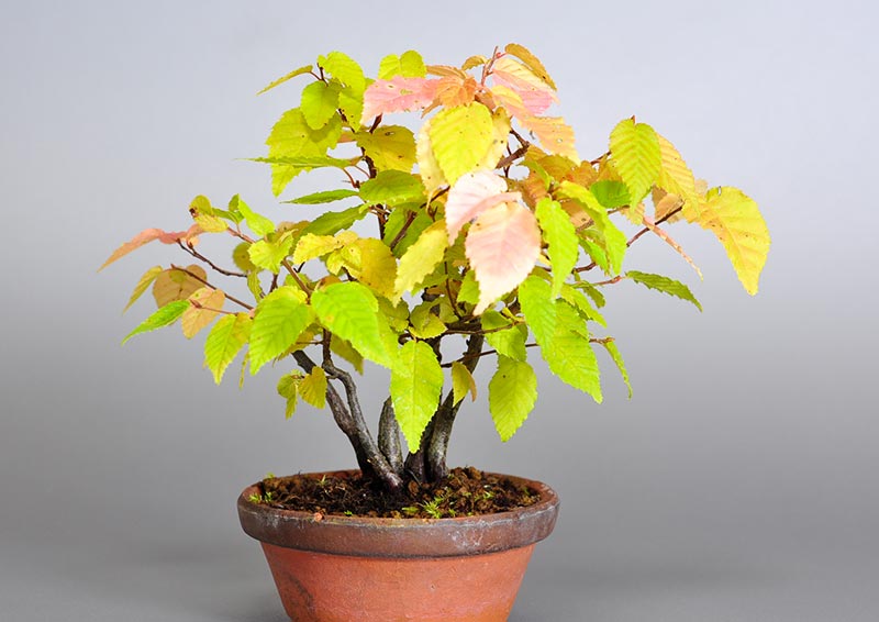 アカシデP（あかしで・赤四手）雑木盆栽の販売と育て方・作り方・Carpinus laxiflora bonsai photo