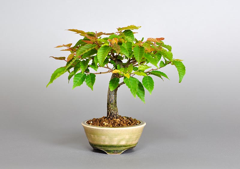アカシデQ（あかしで・赤四手）雑木盆栽の販売と育て方・作り方・Carpinus laxiflora bonsai photo