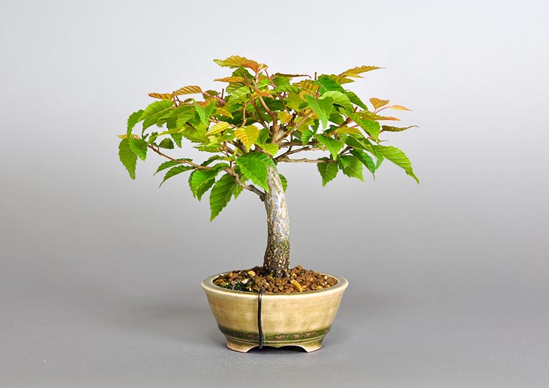 アカシデQ（あかしで・赤四手）雑木盆栽を裏側から見た景色・Carpinus laxiflora bonsai photo