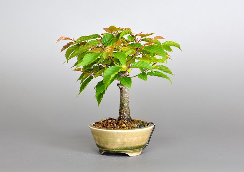 アカシデQ（あかしで・赤四手）雑木盆栽を右側から見た景色・Carpinus laxiflora bonsai photo