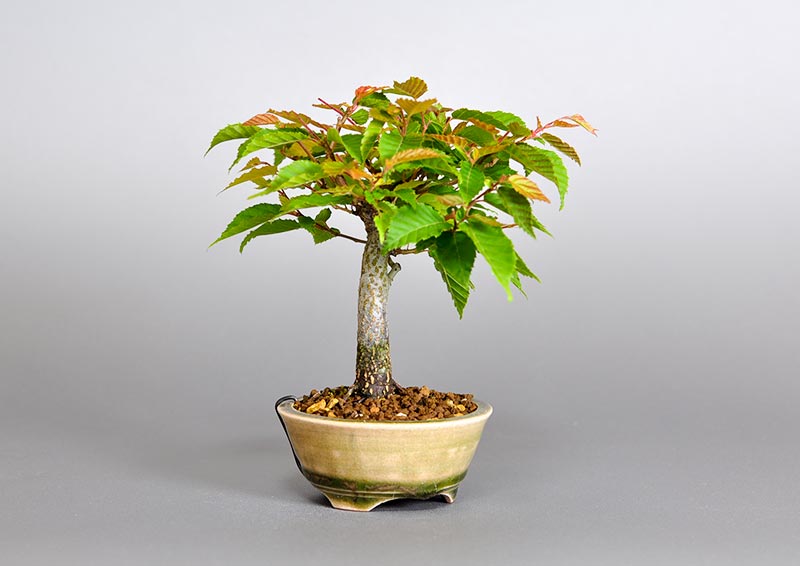 アカシデQ（あかしで・赤四手）雑木盆栽を左側から見た景色・Carpinus laxiflora bonsai photo