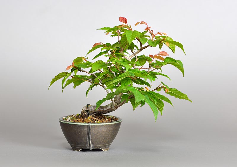 アカシデR（あかしで・赤四手）雑木盆栽を裏側から見た景色・Carpinus laxiflora bonsai photo